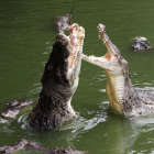 Unos cocodrilos saltan para alcanzar un trozo de comida en una granja de Pattaya (Tailandia).-SUKREE SUKPLANG / REUTERS