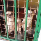 Animales en una de las instalaciones en que ha intervenido la Guardia Civil.-ECB