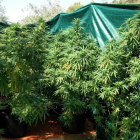 Ejemplares de plantas de marihuana-