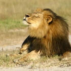 El león Cecil, en el Parque Nacional Hwange, en una imagen de archivo.-Foto: REUTERS