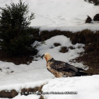 Un ejemplar de quebrantahuesos en los Picos de Europa.-
