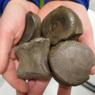Fósiles de la especie de dinosaurio localizada en el norte de Alaska.-UNIVERSIDAD DE ALASKA