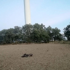 El animal es un ejemplar adulto y anillado, y se encontró en la mañana junto a uno de los molinos.-ECB