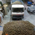 Cargamento de piñas intervenidas.-ECB