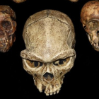 Cráneos del UO Museum of Natural and Cultural History. ECB