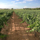 Los viñedos de Campos Góticos destacan por su altitud y su carácter ecológico-ECB