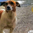 El perrito Pocho, la estrella de la brigada antidrogas de Nápoles.-POLIZIA