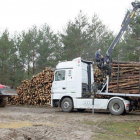 Tala de árboles con maquinaria en la comarca de Pinares para proceder a la suerte de leña.-ECB