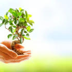 Unas manos sosteniendo una planta.-123RF