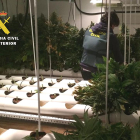 Instalaciones para el cultivo de marihuana que han sido desmanteladas.-Guardia Civil