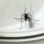 -MOSQUITO ALERT