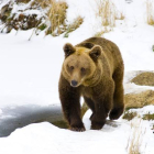 Un oso pardo en los Pirineos nevados.-Foto: IÑAKI RELANZON