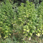 Plantas de marihuna encontradas por la Policía Local.-Policía Local