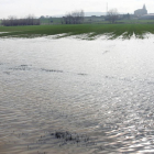 Las últimas lluvias han provocado campos de cereal anegados, como estos en Amusco (Palencia).-ICAL