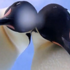 Los dos pingüinos protagonistas del selfie de la Antártida.-PROGRAMA ANTÁRTICO AUSTRALIANO
