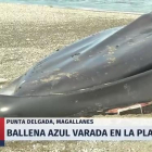 Una ballena azul varó en el borde costero y no sólo llamó la atención por sus 30.000 kilos.-/ PERIODICO (YOUTUBE)