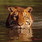 Un tigre de bengala, en un lago de Tailandia.-MARTIN HARVEY / WWF