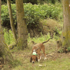 Uno de los participantes pasea con su perro durante una prueba de rastro.-G.G.