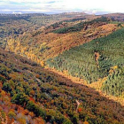 El valle de Zamanzas está rodeado de masa boscosa en la que coexiste una gran variedad de especies arbóreas.-ECB