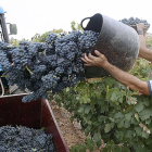 Recogida de uva en la comarca del Arlanza.-ECB