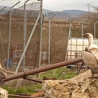Tres buitres en la instalación ganadera ubicada a escasos metros del enclave en el que se proyecta el parque. J.M.C.