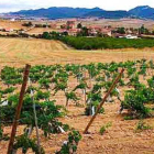 Término Miranda cuenta con cerca de 12 hectáreas, de las que cuatro se destinan al verdejo y el resto al chacolí-E. M.