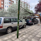 Imagen del árbol caído en la calle Alfonso XI. POLICÍA LOCAL