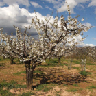 Los cerezos ya presentan un excelente aspecto en las zonas más altas del valle caderechiano.-G.G.
