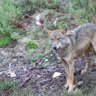 Ejemplar de lobo en Puebla de Sanabria.-ICAL