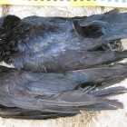 Imagen de los cuervos muertos. GUARDIA CIVIL
