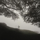 Un peregrino pasa junto a un majestuoso árbol del Camino en la fotografía de Juanjo Mora.-