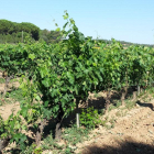 El Consejo está encuestando a las bodegas para concretar las variedades autóctonas.-ECB