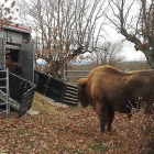 Un momento de la suelta de las dos bisontas en el parque, donde conviven más de 100 animales de varias especies.-ECB