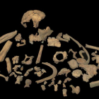 Fósiles de la colección de la especie de Gran Dolina que aparecieron en el sondeo realizado entre 1994 y 1996.-JOSÉ MARÍA BERMÚDEZ DE CASTRO