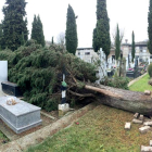 Imagen de ayer del árbol caído sobre las tumbas del cementerio de SanJosé.-ISRAEL L. MURILLO