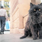 El gato Blackie en su esquina de Banyoles con Bailèn.-Foto: JOAN PUIG