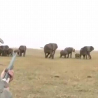 Cazadores disparan un elefante, lider de una manada y estos se revuelven-YOUTUBE