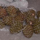 Piñas incautadas.-ECB