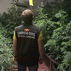 Un agente inspecciona la zona de plantación de la marihuana.-GUARDIA CIVIL