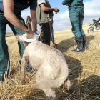 Un agente pasa el lector del microchip a un perro.-ISRAEL L. MURILLO