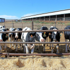 Granja de vacas en la provinvia de Valladolid.-M.C.