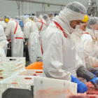 Imagen de trabajadores en la cadena de despiece de Carnes Selectas.-ISRAEL L. MURILLO