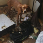 Imagen de uno de los perros encontrados en la vivienda. POLICÍA NACIONAL