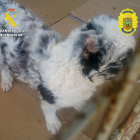 El cachorro mestizo, de raza ‘border collie’, con las orejas amputadas.-ECB