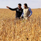 Pablo Redondo (D), Agro Category Manager de Calidad Pascual, y el agricultor de soja Juan Francisco González (I), en los campos de cultivo de soja, en Arabayona de Mogica (Salamanca).-ICAL