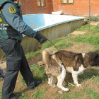 Un agente sujeta a un perro por la correa durante una de las inspecciones.