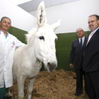 El consejero de Educación de la Junta, Fernando Rey, visita las instalaciones del Hospital Veterinario de León-Ical