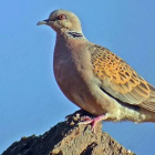 Ejemplar de tórtola europea, elegida Ave del Año en España por la asociación SEO-Birdlife.-FERNANDO GUERRERO / SEO