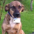 El perro Toby.-EL PERIÓDICO