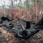 Signos de la deforestación en la Amazonia por incendios y tala ilegal.-EFE